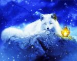 Arctic Fox And Lantern Paint by numbers