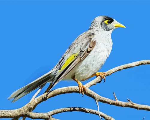 Australian Bird paint by numbers