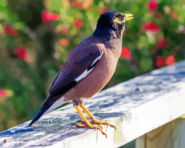 Australian Bird paint by numbers
