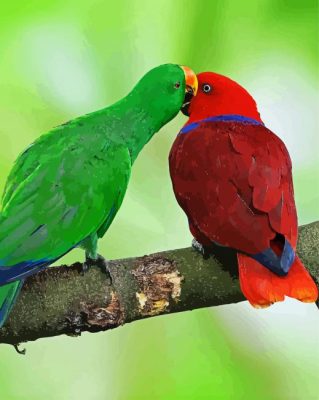 Australian Birds Couple paint by numbers