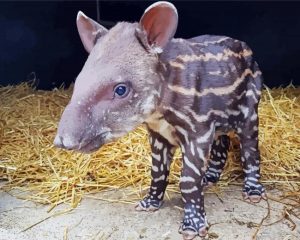 Baby Tapir paint by numbers