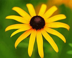 Black Eyed Susan paint by numbers