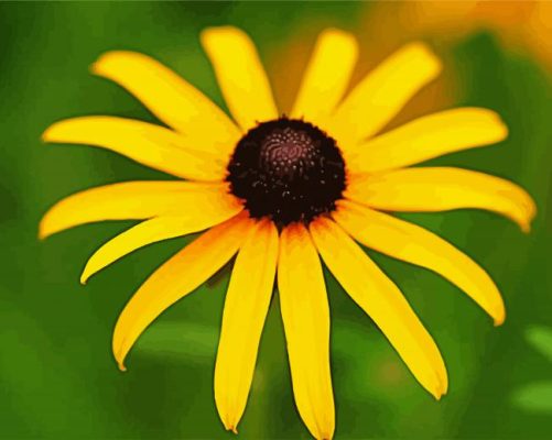 Black Eyed Susan paint by numbers