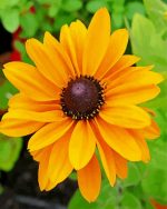 Blooming Black Eyed Susan paint by numbers