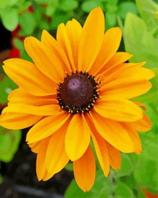Blooming Black Eyed Susan paint by numbers