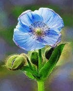 Blue poppy paint by numbers