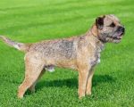 Border Terrier Dog Paint by numbers