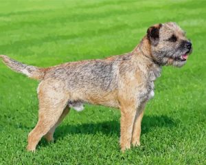 Border Terrier Dog Paint by numbers