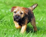 Border terrier Puppy paint by numbers
