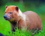 Brown Bush Dog paint by numbers