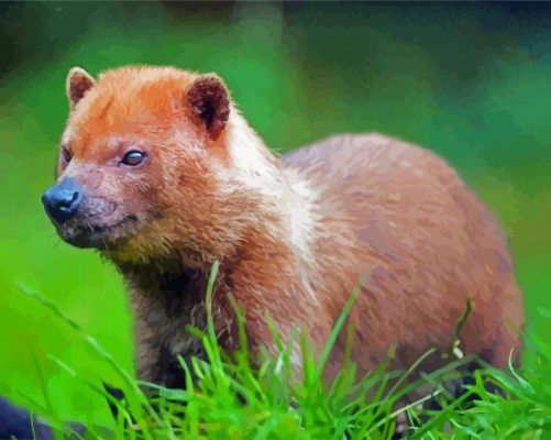 Brown Bush Dog paint by numbers