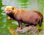 Bush Dog Animal paint by numbers