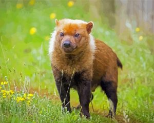 Bush Dog paint by numbers