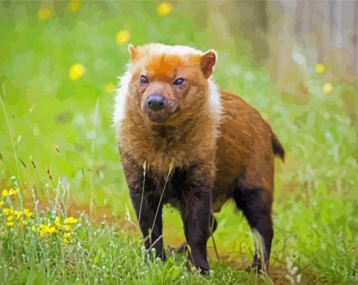 Bush Dog paint by numbers