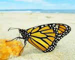 Butterfly and beach paint by number