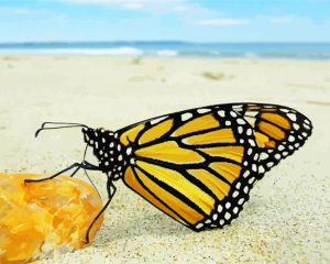 Butterfly and beach paint by number