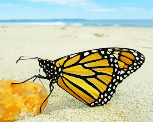 Butterfly and beach paint by number