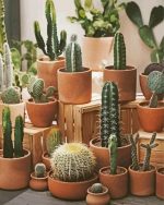 Cactus pots paint by numbers