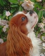 Cavalier King Charles Spaniel paint by number