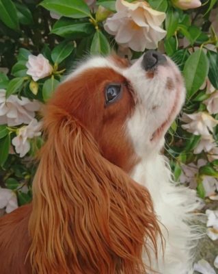 Cavalier King Charles Spaniel paint by number