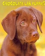 Chocolate Lab paint by numbers