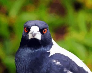 Close Up Australian Bird paint by numbers