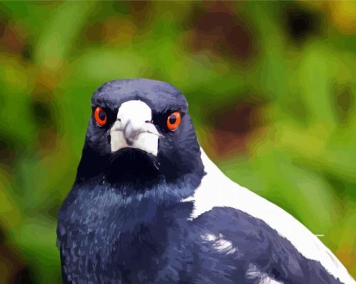 Close Up Australian Bird paint by numbers
