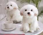 Cute Maltese paint by numbers