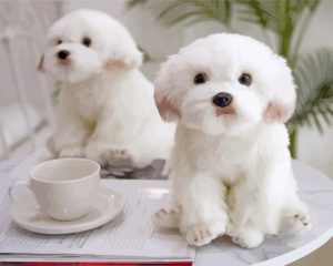 Cute Maltese paint by numbers
