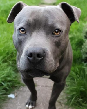 Cute Staffordshire Bull Terrier paint by numbers