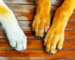 Dogs paws paint by numbers