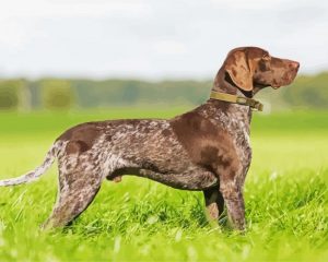 German Shorthaired Pointer Paint by numbers