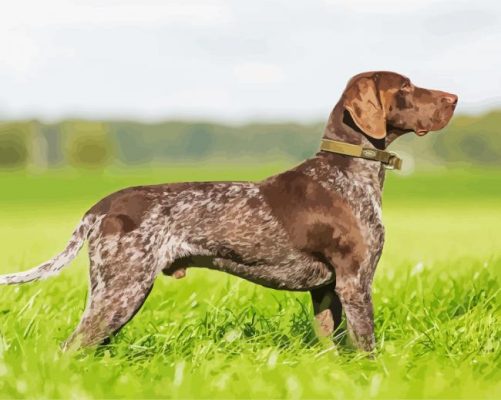 German Shorthaired Pointer Paint by numbers