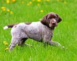German Shorthaired Pointer Puppy Paint by numbers