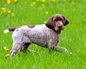 German Shorthaired Pointer Puppy Paint by numbers