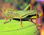 Green Insect Paint by numbers