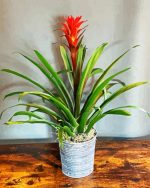 Guzmania Bromeliad Plant Pot Paint by numbers