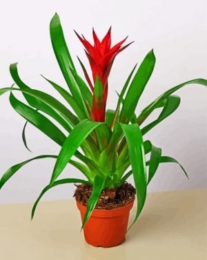 Guzmania Bromeliad Pot paint by numbers
