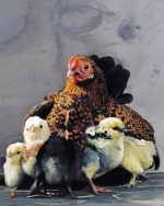 Hen and chicks paint by numbers