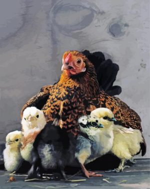 Hen and chicks paint by numbers