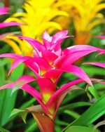 Inflorescences Bromelia paint by numbers