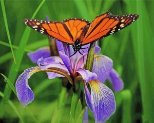 Iris And Butterfly paint by numbers