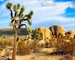 Joshua Tree National Park California paint by numbers