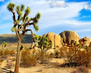 Joshua Tree National Park California paint by numbers