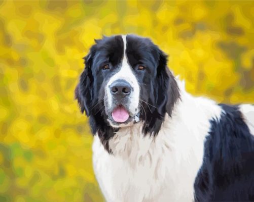 Landseer dog animal paint by numbers