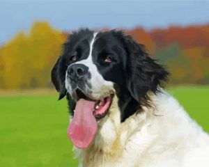 Landseer dog paint by number