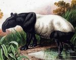 Malayan Tapir paint by numbers