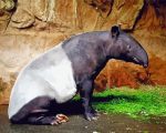 Malayan Tapir paint by numbers