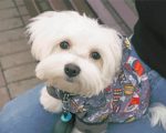 Maltese Dog Puppy paint by numbers