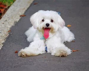 Maltese Puppy Dog Paint by numbers